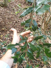 Cinnamomum