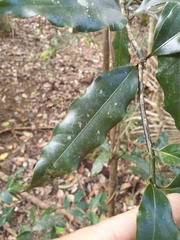 Cinnamomum