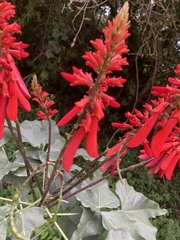 Erythrina humeana