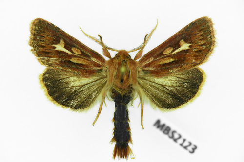 Antler Moth