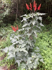 Erythrina humeana