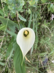 Zantedeschia