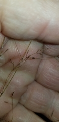 Agrostis perennans