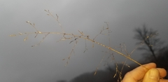 Agrostis perennans