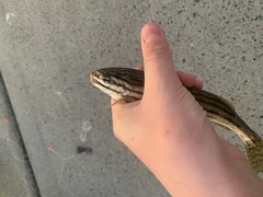 Helotes octolineatus