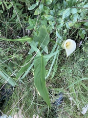 Zantedeschia