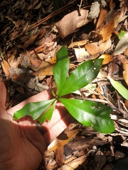 Eupomatia bennettii