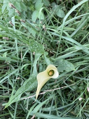 Zantedeschia albomaculata