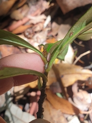 Eupomatia bennettii