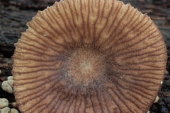 Gymnopus foetidus