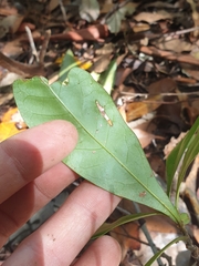 Eupomatia bennettii