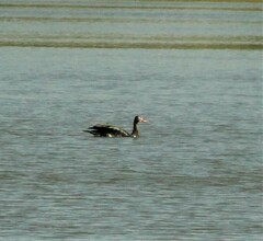 Plectropterus gambensis