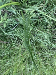 Zantedeschia albomaculata