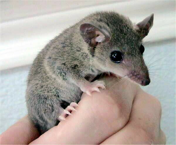 Amazonian Red-sided Opossum