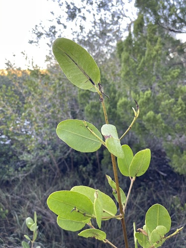 White mangrove (Laguncularia racemosa)