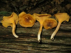 Cantharellus appalachiensis