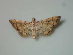 Nacoleia