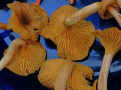 Cantharellus appalachiensis