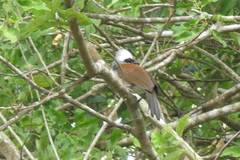 Garrulax leucolophus