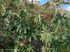 Ricinus communis