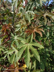 Ricinus communis