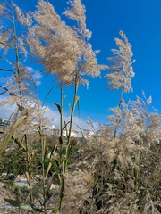 Phragmites australis