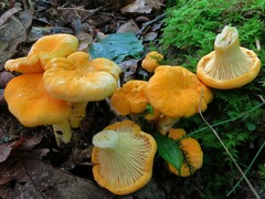 Cantharellus phasmatis