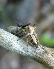 Hyllus