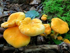 Cantharellus phasmatis