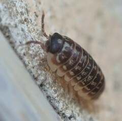 Armadillidium versicolor