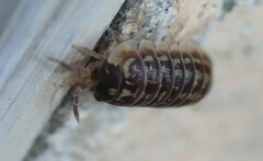 Armadillidium versicolor