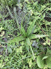 Ledebouria marginata