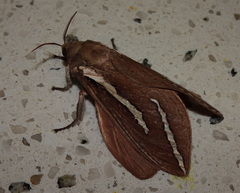 Abantiades latipennis