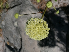 Hermas