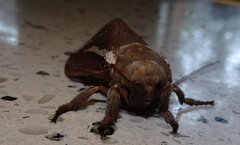 Abantiades latipennis