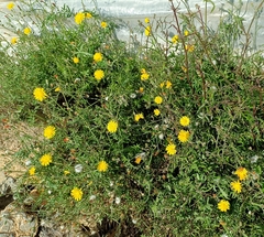 Sonchus tenerrimus