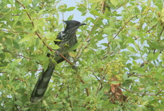 Clamator levaillantii