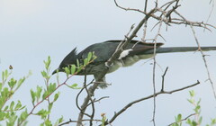 Clamator levaillantii