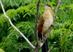 Centropus superciliosus