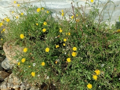Sonchus tenerrimus
