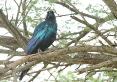 Lamprotornis australis