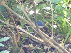 Cyornis pallidipes