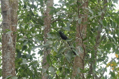 Crypsirina temia