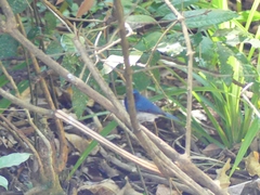Cyornis pallidipes