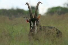Hippotragus niger niger