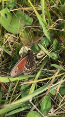 Cosmosatyrus leptoneuroides