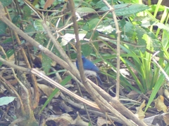 Cyornis pallidipes