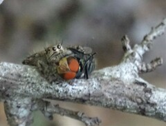 Hyllus