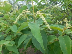 Croton blanchetianus
