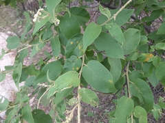 Croton blanchetianus